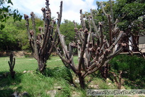 Guanica Dry Forest