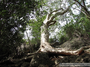 Guanica Dry Forest