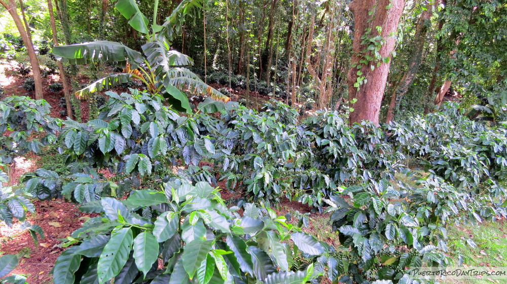 Hacienda Muñoz Coffee Plantation