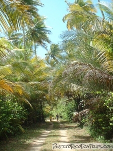 Walking trail in the Humacao Nature Reserve