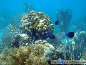 Coral and Fish at Luis Pena Nature Reserve