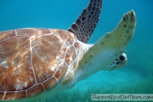 Kayaking Puerto Rico Culebra Aquafari