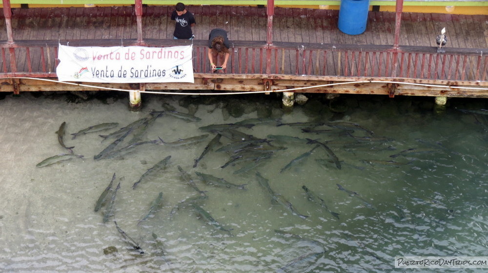 La Guancha Boardwalk