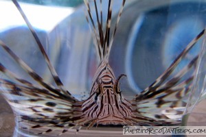 Lionfish in Puerto Rico