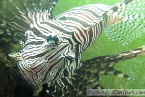 Lionfish in Puerto Rico