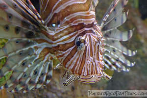 Lionfish