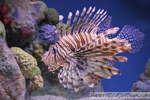 Lionfish