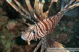 Lionfish