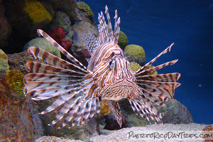 Lionfish