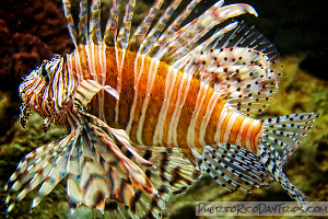 Lionfish