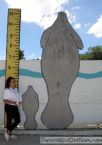 Manatee Conservation Center