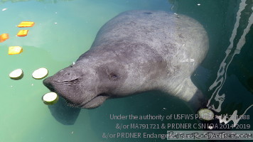 Manatee Conservation Center