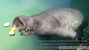 Manatee Conservation Center