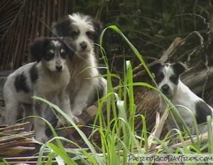 Stray Puppies on the Beach