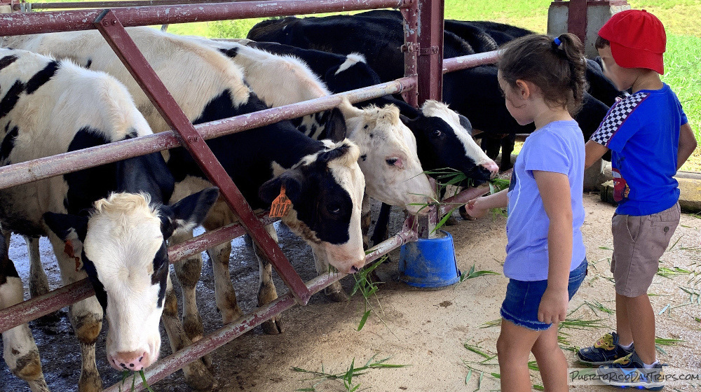 Vaquería Martinez Dairy