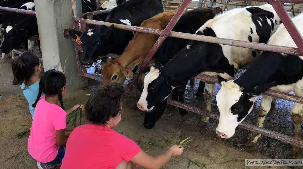 Vaquería Martinez Dairy