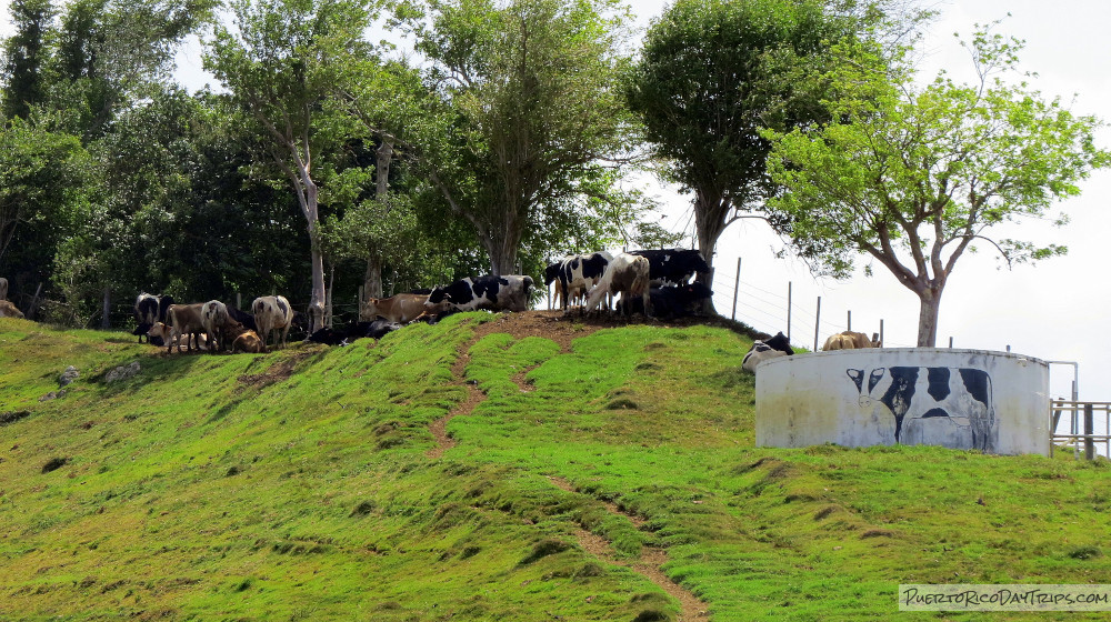 Vaquería Martinez Dairy