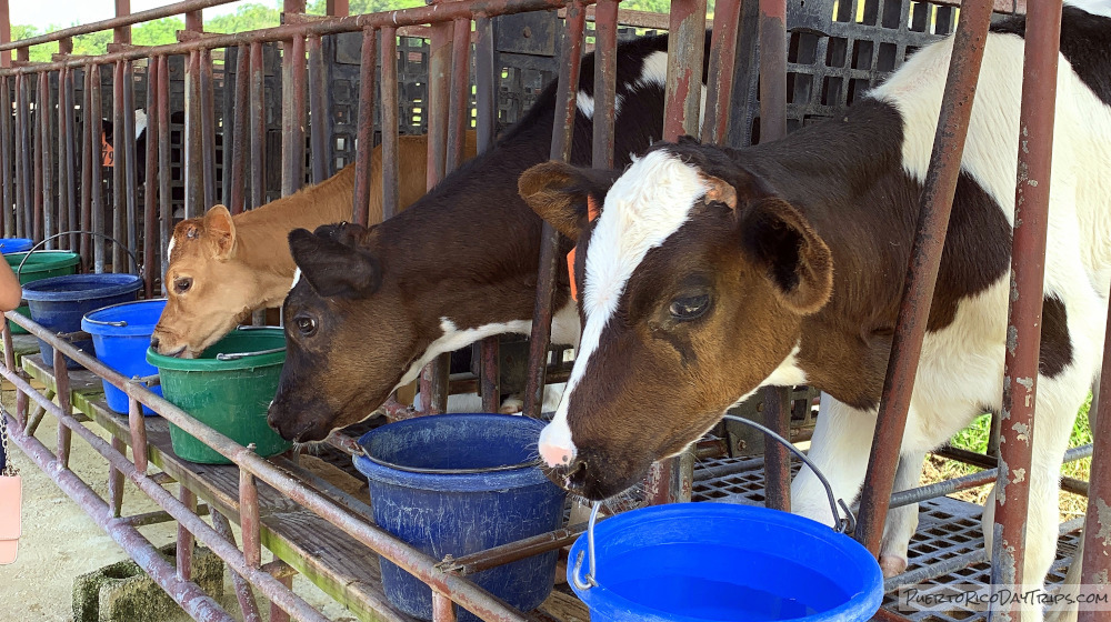 Vaquería Martinez Dairy