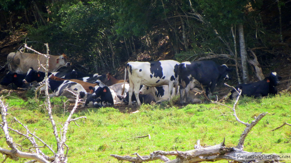 Vaquería Martinez Dairy