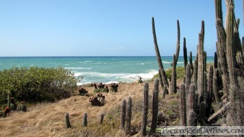 Meseta Trail in Guanica Dry Forest