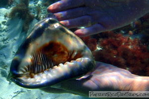 Bull-mouth Helmet Conch