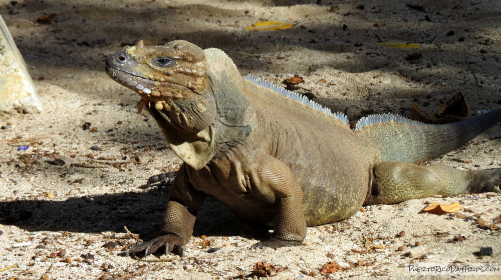 Mona Island Ground Iguana