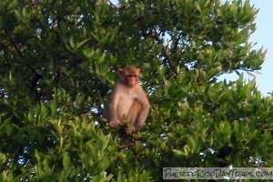 Monkey Island, Cayo Santiago, Puerto Rico