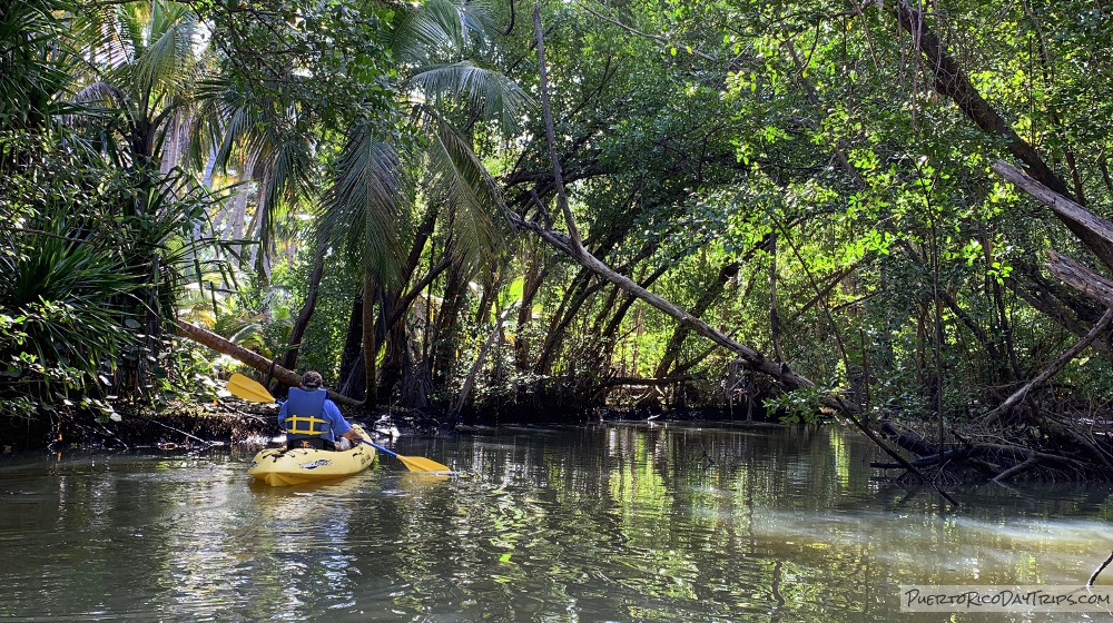 Kayaking in Luquillo in the Northeastern Ecological Corridor | PRDayTrips