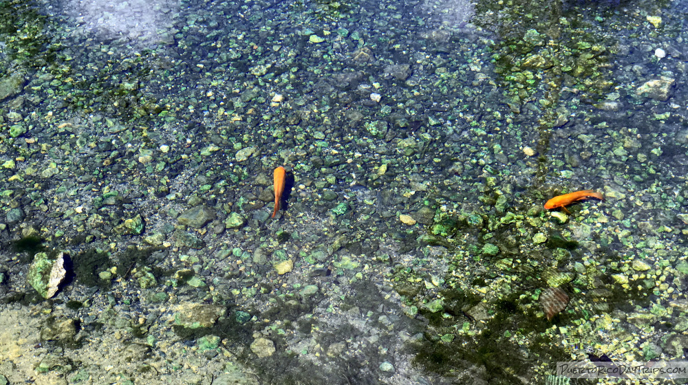 Ojo de Agua in Vega Baja