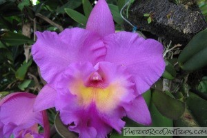 Puerto Rico Orchid Shows