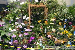Puerto Rico Orchid Shows