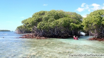 Kayaking in La Parguera