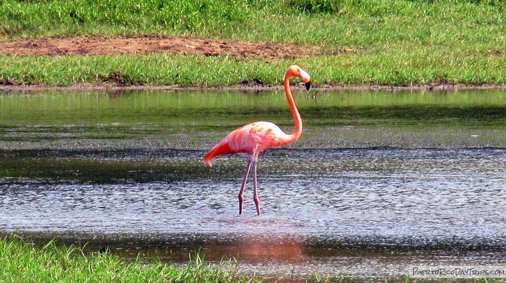 Pinky the Flamingo