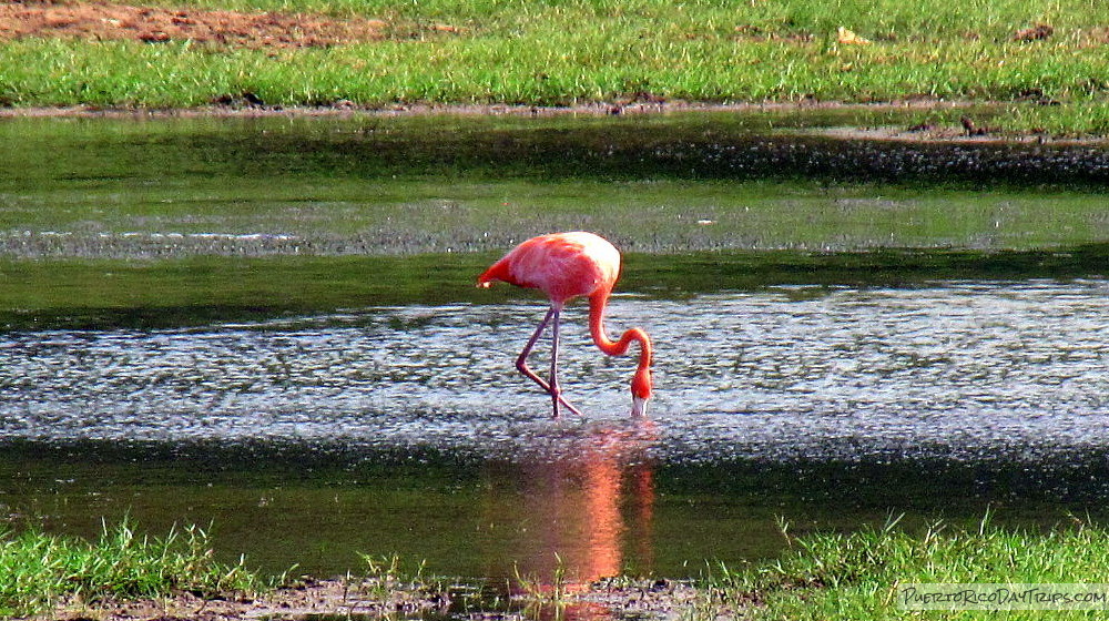 Pinky the Flamingo