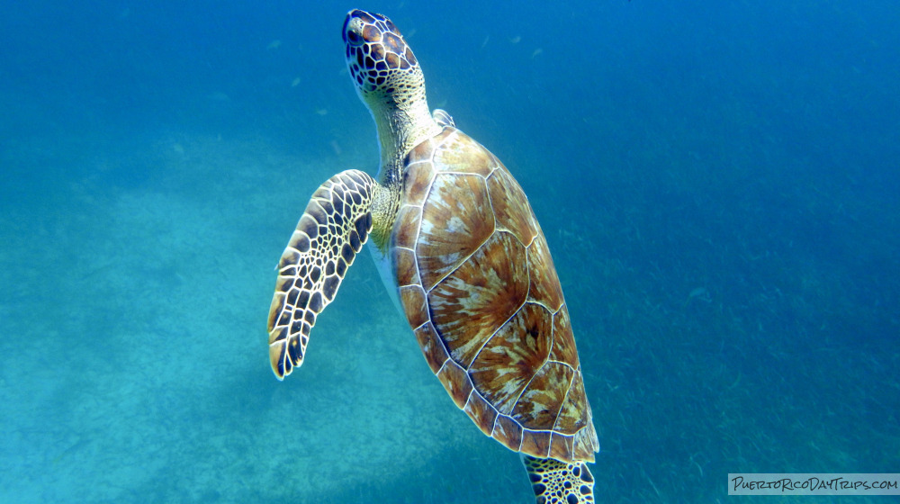 Pure Adventure Vieques Snorkel