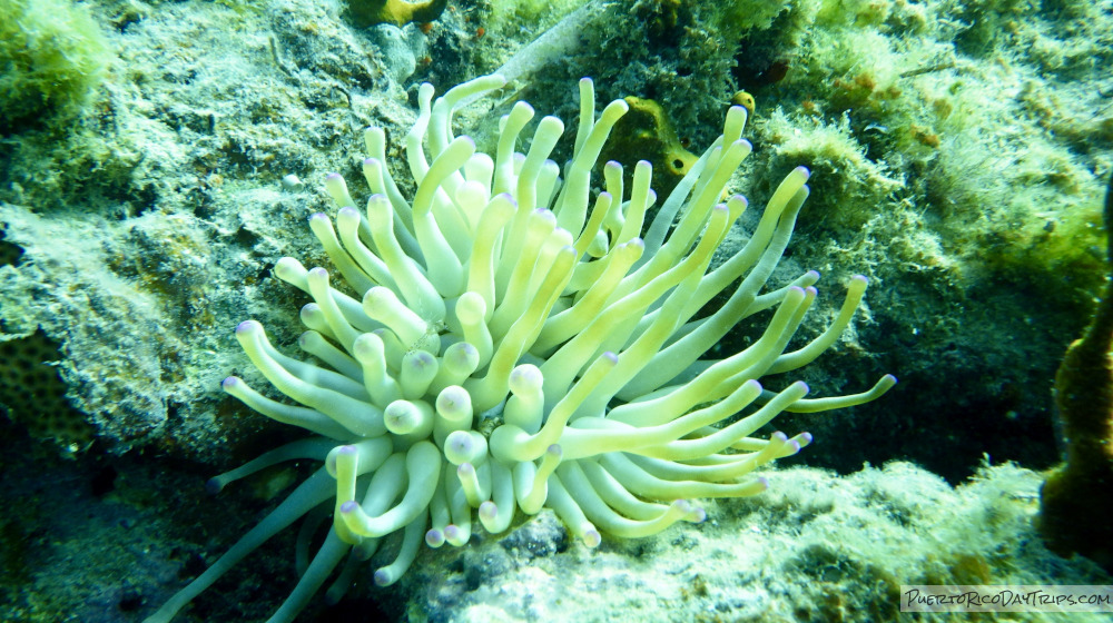 Pure Adventure Vieques Snorkel