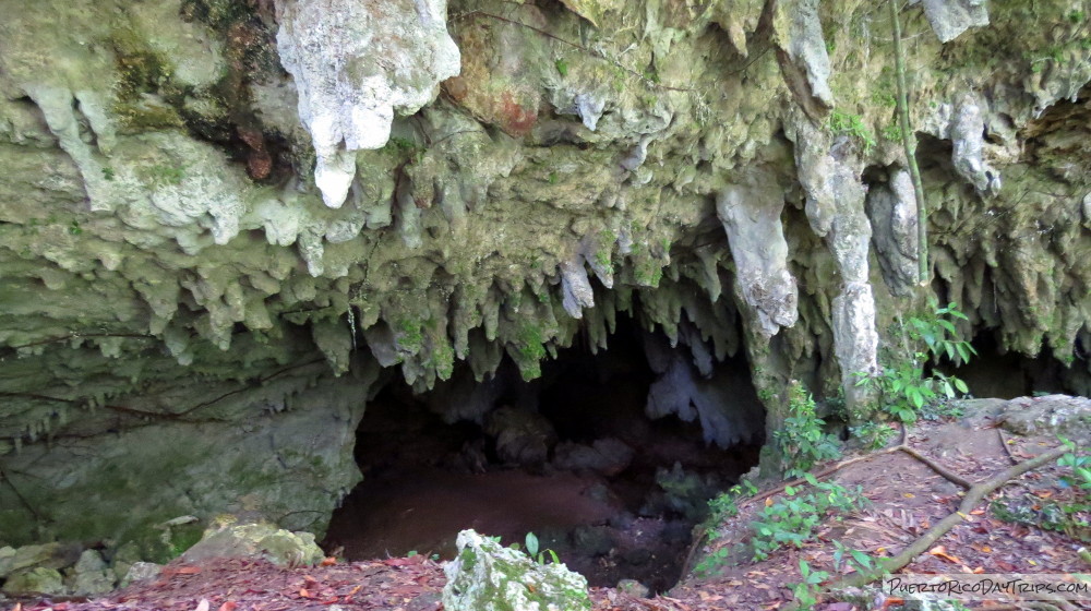 Cueva del Agua Río Abajo Forest