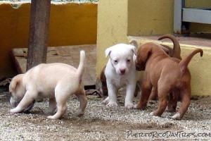 Stray Puppies on the Beach