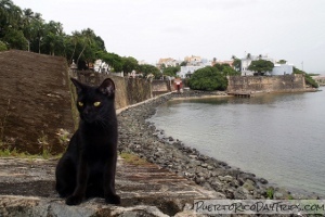 Save A Gato in Old San Juan