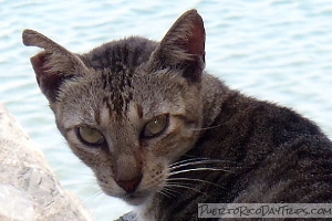 Save A Gato in Old San Juan