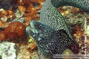 Moray eel