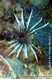 Lionfish