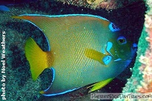 Queen angel fish