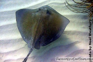 Southern stingray