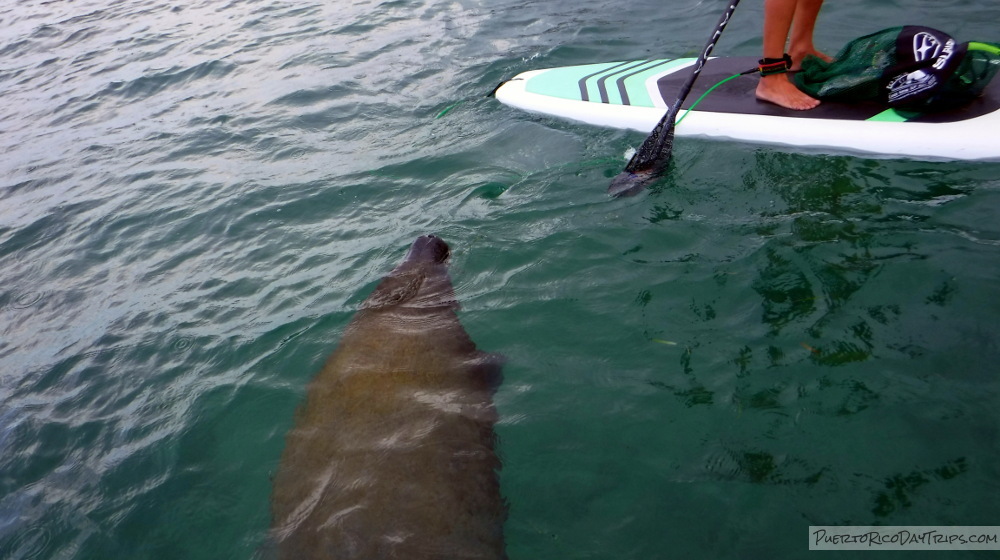 San Juan Water Tours SUP