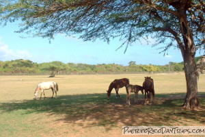 Horses at Sun Bay on Vieques