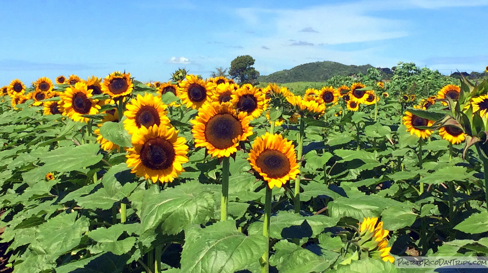 Sunflower Farms