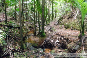 Rio Sabanao trail