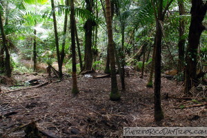 Potential camping spot on Rio Sabana trail