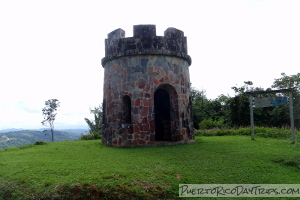 Toro Negro Forest